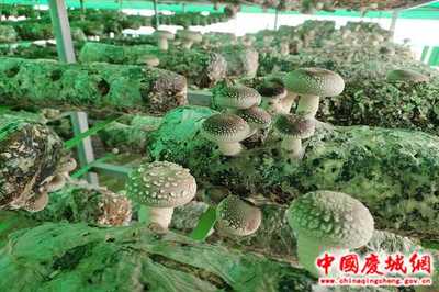 甘肃庆城:“香菇”棚里种出“好钱景”